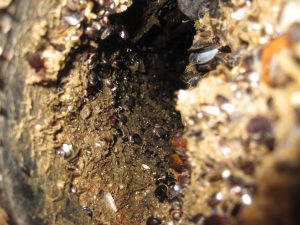 Barnacles and Mussels in the Water Inlet