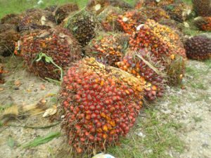 palm oil fruits