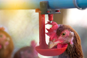 chicken drinking at a through
