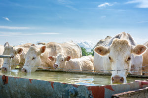Cattle quench their thirst at a potion
