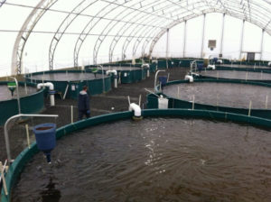 Indoor aquaculture