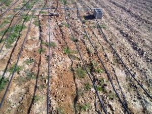 Oversalted soil