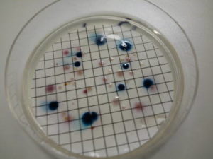 Counting CFU in a Petri Dish 