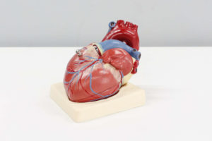 Model of a human heart